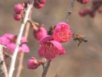 홍매화