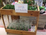 구매고객에게 로즈마리,라벤더 등 허브화분을 증정하는 베이비오가닉매장