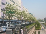청계천로 이팝나무꽃