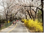 남산공원 순환로를 따라 벚꽃의 향연