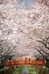 진해 벚꽃
