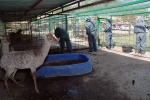 포항제철소 화성부 1코크스 공장 직원들이 정애원의 사슴사육장을 손질하고 있다.