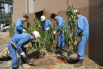 2연주공장 직원들이 ‘아왜나무”를 심고 있다.