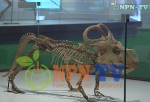 지구의 진화모습을 한 눈에 보는 ‘러시아 자연사 박물관展’
