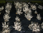 청산느타리버섯 균상재배 
