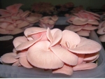 분홍 느타리버섯