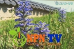 NPN-TV, ‘정릉 야생화 사진전’ 방영