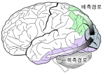 Visual Pathways