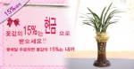 캐쉬백플라워