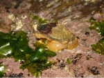 태안해안국립공원 연안에서 최초로 발견된 장수삿갓조개