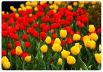 호텔조인이 제공하는 봄꽃사진