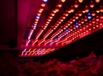 LED 식물재배