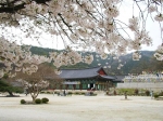 금산사 벚꽃