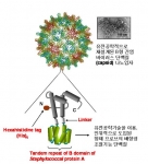유전공학적으로 재설계된 바이러스 단백질(capsid) 나노입자 모식도 및   재조합 대장균을 이용하여 제조한 바이러스 단백질(capsid) 나노입자의   TEM(투과전자현미경) 사