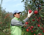 정봉채 이사장, 사과를 수확하는 손길이 바쁘다