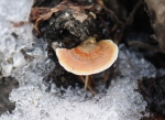 갈색털꽃구름버섯(Stereum_subtomentosum)