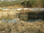 산개구리 산란지역- 진관사 입구 인덕원 습지