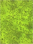녹십자가 확립한 현탁배양이 가능한 세포주 전자 현미경 사진