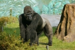 고릴라 수컷 - 고리롱