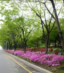 특색가로수 연수구