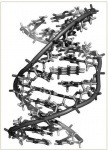 DNA 나선 구조