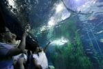 22일, 부산아쿠아리움의 관람객이 국내 유일하게 전시 중인 ‘망치상어’를 신기하게 바라보고 있다.