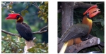 열대우림의 괴조 ‘붉은코뿔새’ 국내 최초 공개