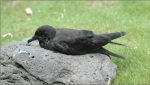 한국 미기록종 검은슴새