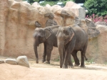 캄보디아 코끼리 커플(왼쪽 수컷, 오른쪽 암컷)