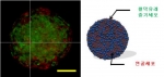 건국대 의생명과학연구원 의생명과학과 줄기세포연구센터 이정익 교수팀이 활막유래 줄기세포와 연골세포를 배양해 개발한  새로운 연골이식용 혼합세포이식체를 레이저현미경으로 관찰한 모습(왼