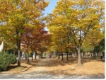 부천시, 중앙공원 낙엽 산책로 조성