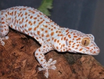동남아시아에서 서식하는 '도마뱀붙이(Tokay Gecko)'로 80속 750여종이 있는 것으로 알려지고 있다. 각종 곤충과 유충을 잡아 먹으며 사람에게는 해를 입