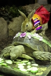 30일, 한복 입은 토끼와 아프리카 설가타 거북이 재미있는 포즈로 세배하고 있다.