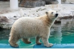 오세훈 서울시장, 24일(목) 모스크바 시장에게 ‘러시아 북극곰 암수 한 쌍’ 기증의사 받아내