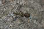 국립공원관리공단, 설악산에서 신종(후보) 거미 3종 발견