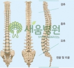 바른 자세가 바른 척추를 만든다