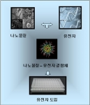 건국대 연구팀, ‘나노물질 이용 유도만능줄기세포 생성 원천기술’ 개발