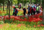 영광 불갑산 상사화축제 23일 시작