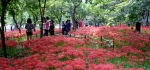 영광 불갑산 상사화축제 성료
