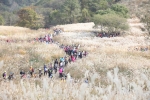 명성산 억새군락 전경