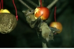 서울동물원 야행관 내의 이집트과일박쥐
