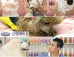 여러 분야에서 활동중인 스타견