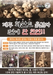1년에 딱한번!
제주 화산토 감자 첫 출하!