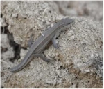 오블리제성형외과