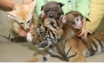 2011년 탄생 아기동물 4가족(호랑이 등 뒤 왼쪽부터 사막여우, 리카온, 일본원숭이)