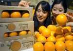현대백화점, 국내 최초 유기농 인증 오렌지 판매