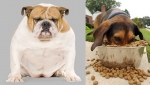 비만 강아지 다이어트 방법