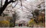 종로구 삼청공원(벚꽃)