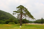 천연기념물 제103호 보은 속리 정이품송
