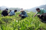18일 충남발전연구원이 백제인동마을을 찾아 약초밭 제초작업 등 농촌봉사활동을 하는 모습